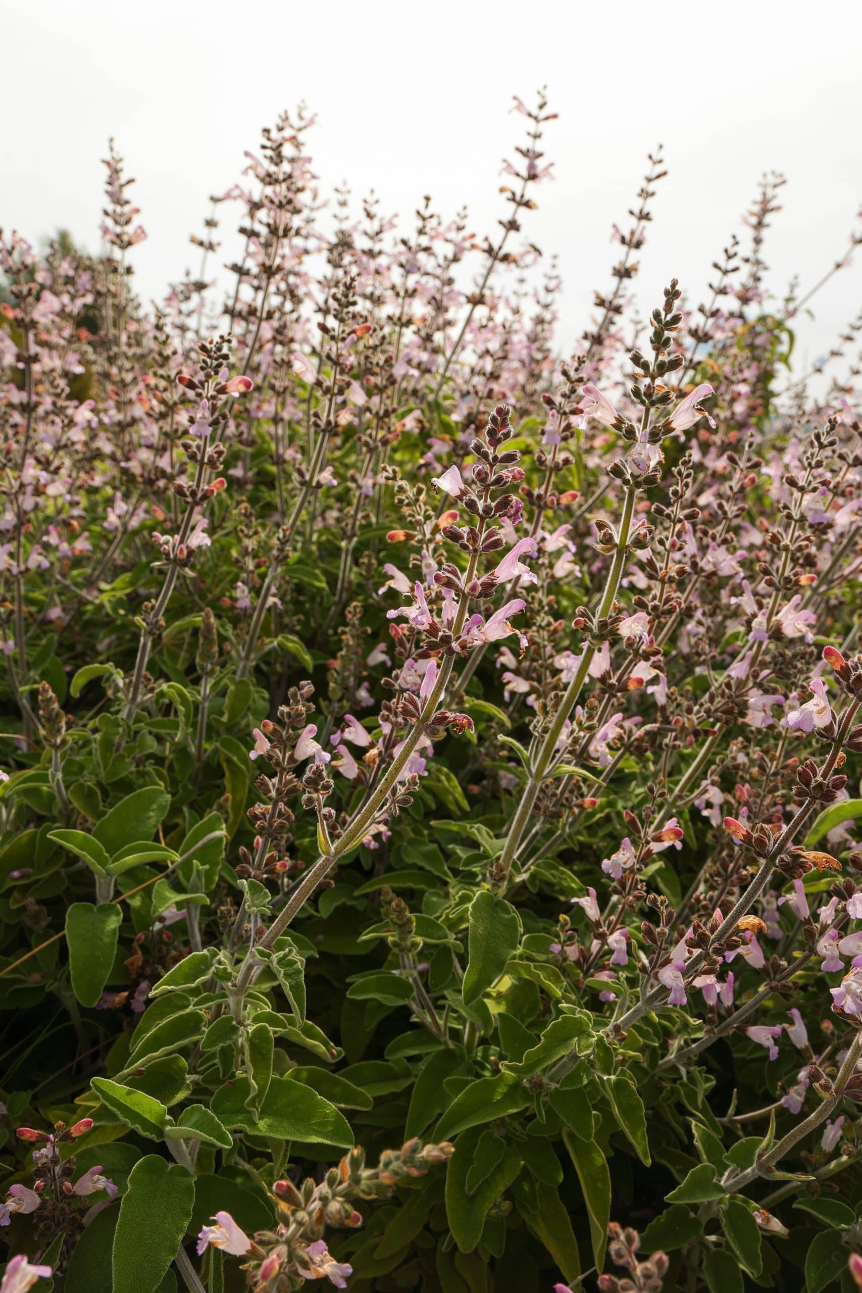 natural clary sage plant