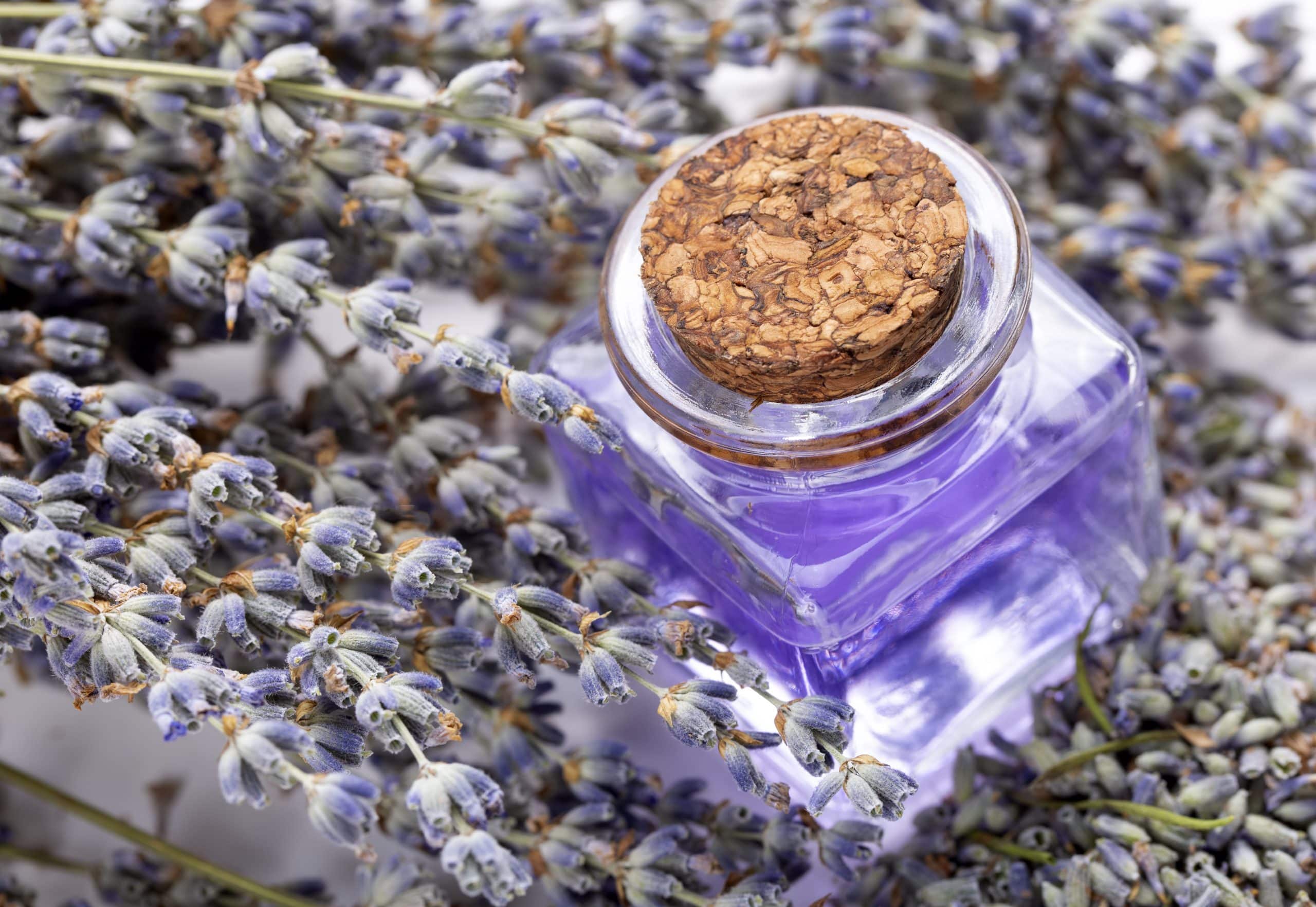lavender essential oil