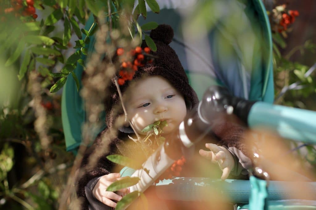 baby in nature in pushchair with berries and leaves