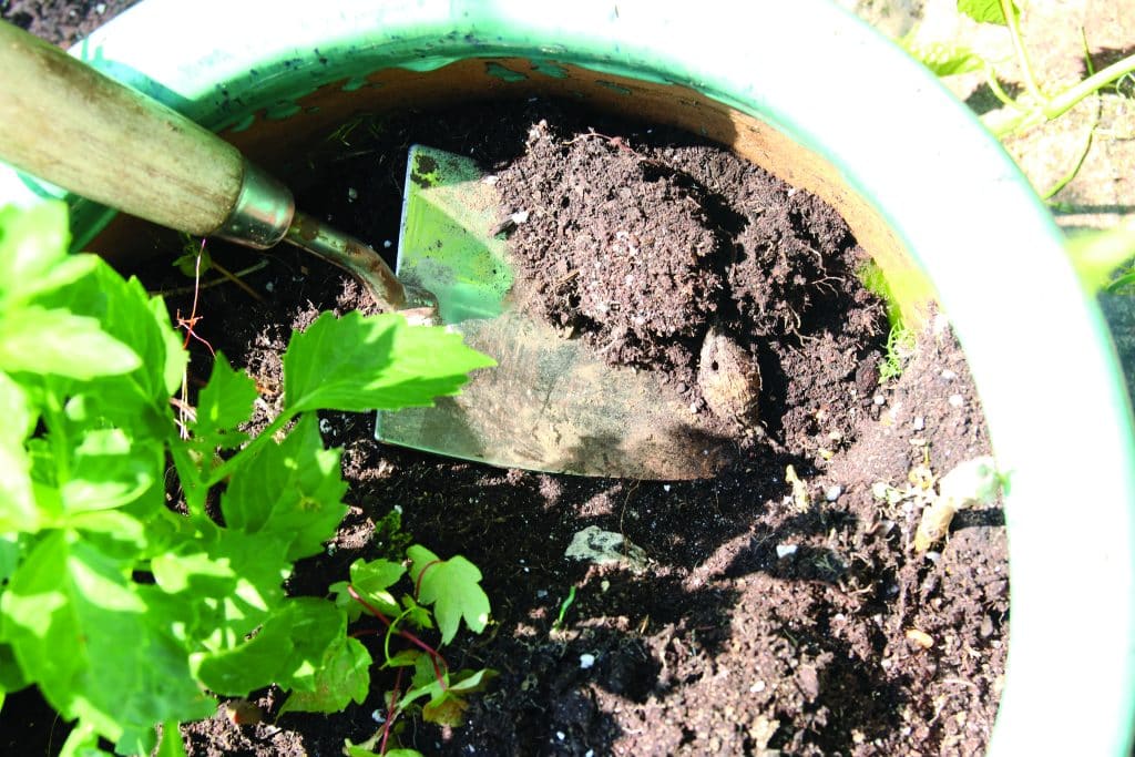 making an ant farm 