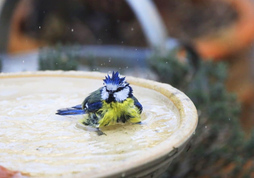 bird in a bird bath outdoors