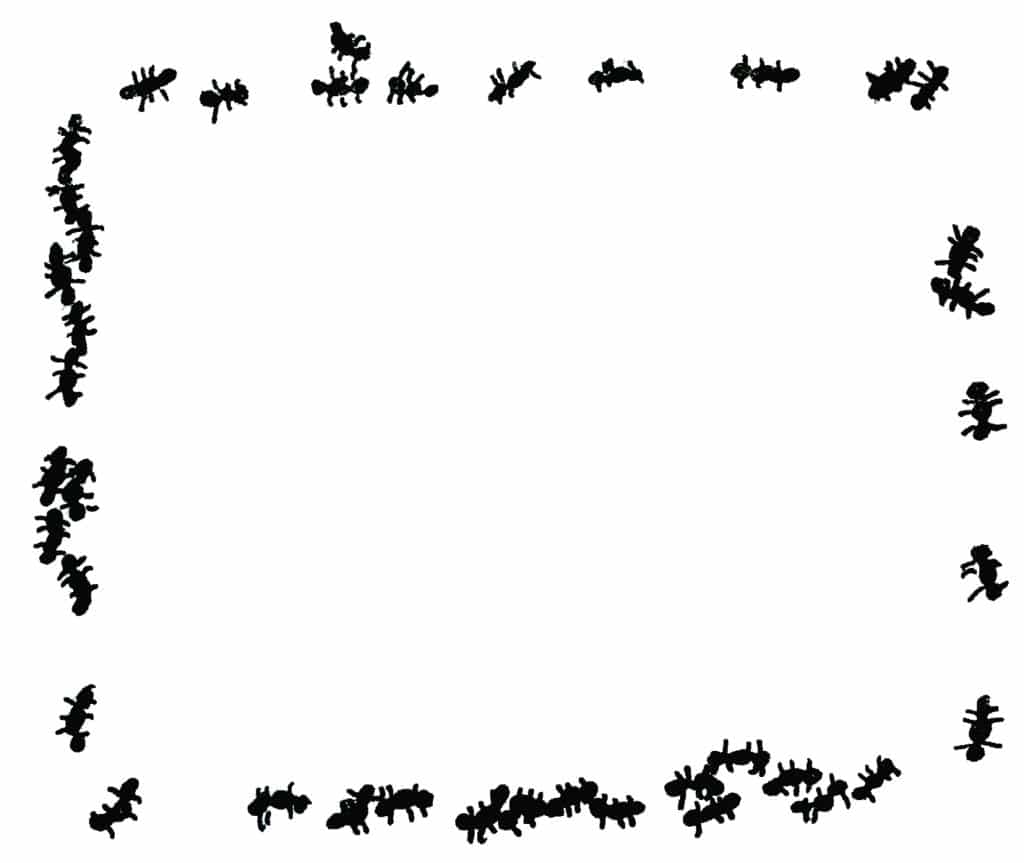 ants