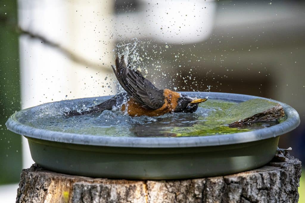 bird in a bird bath