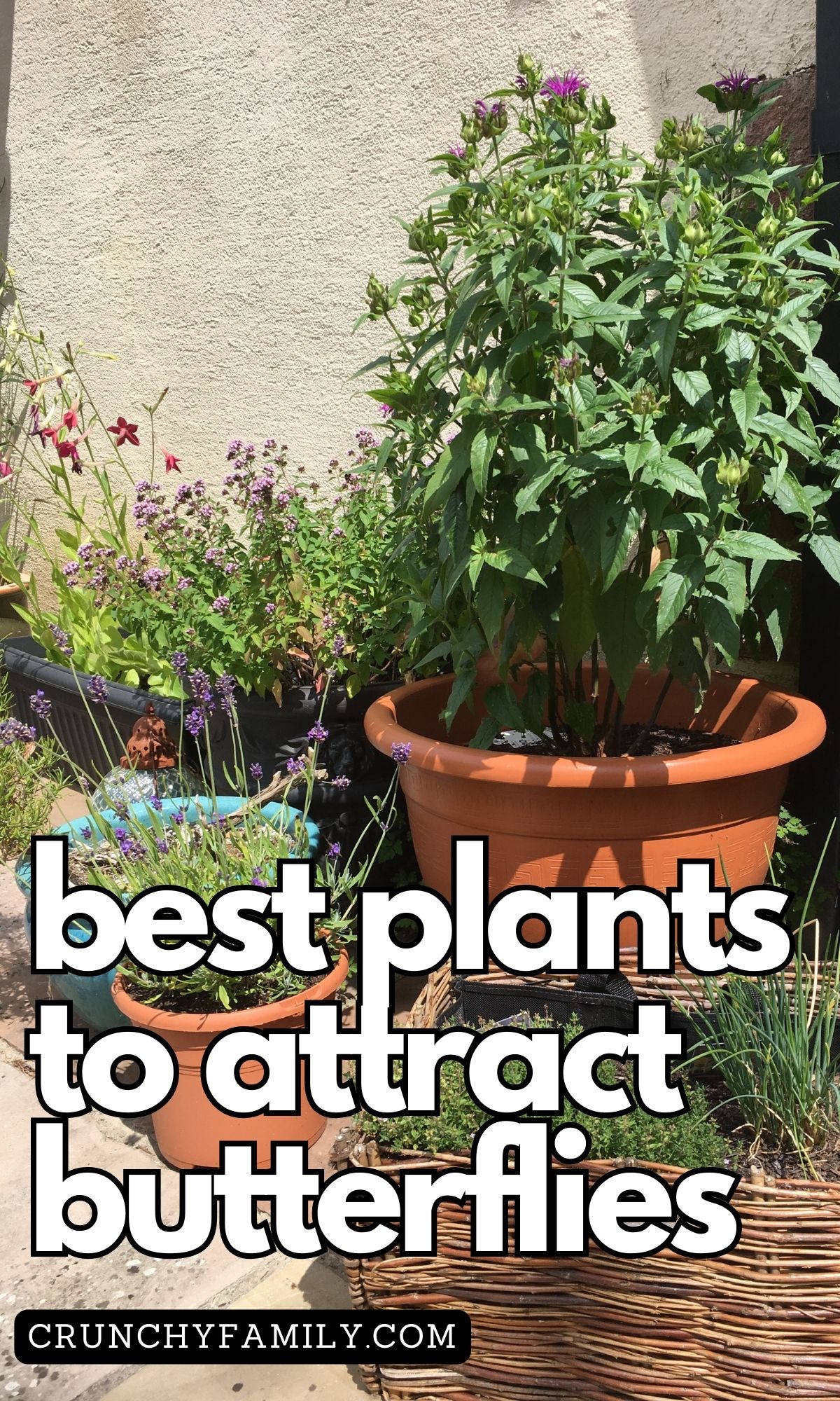 best plants to attract butterflies
