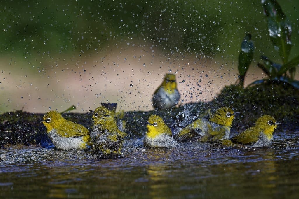 birds splashing in a bird bath