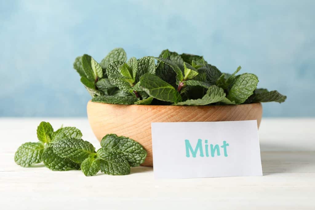 fresh mint leaves