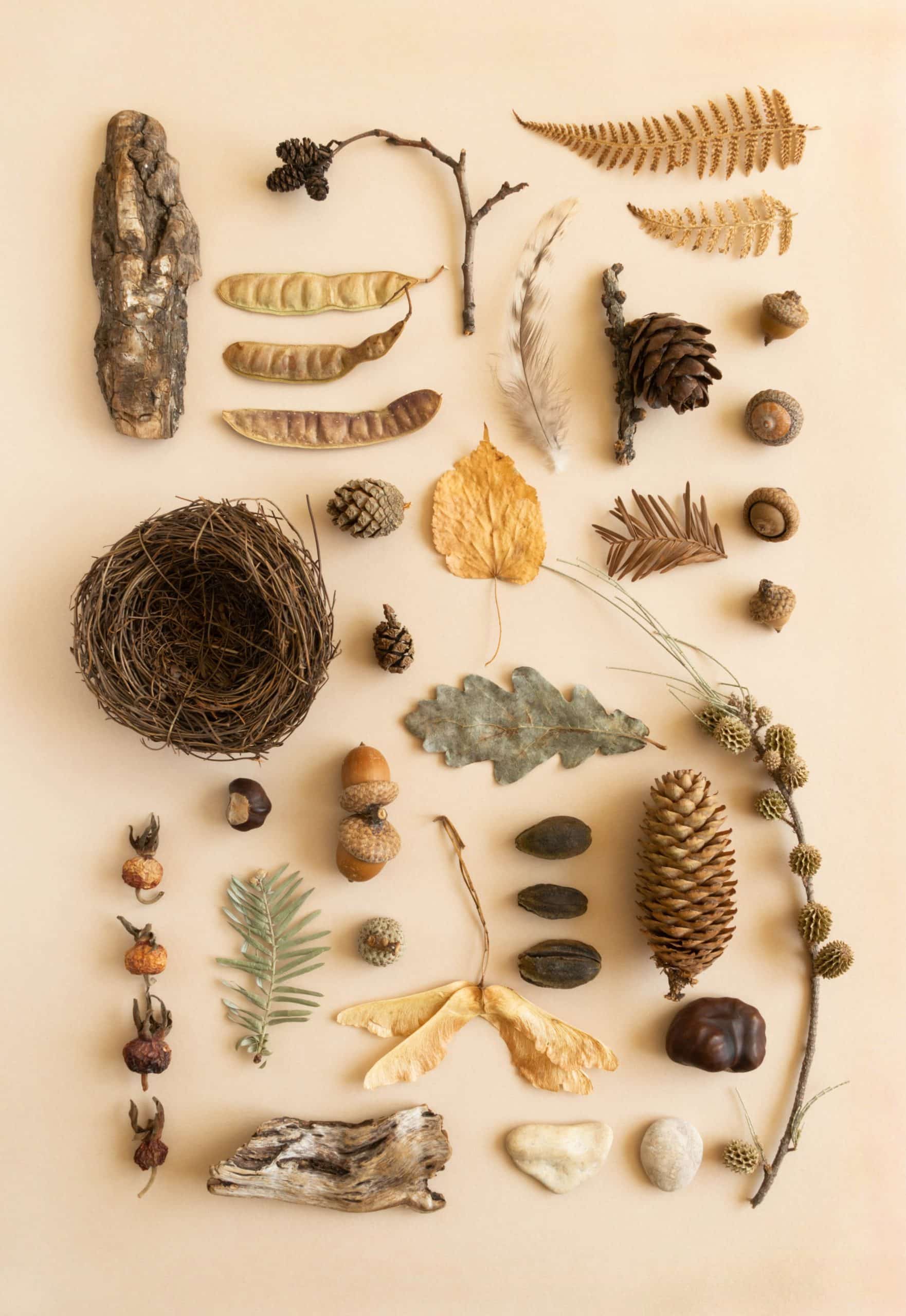 flat lay of nature items