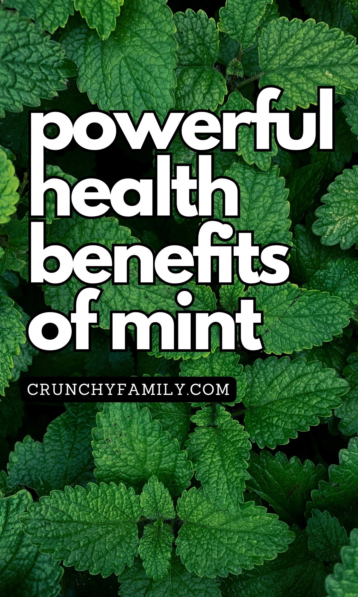 powerful health benefits of mint leaves