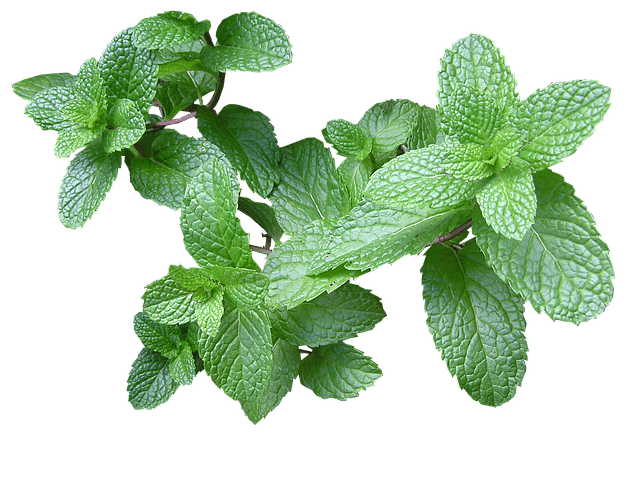 mint herb