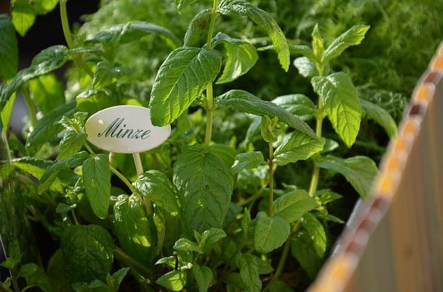 mint