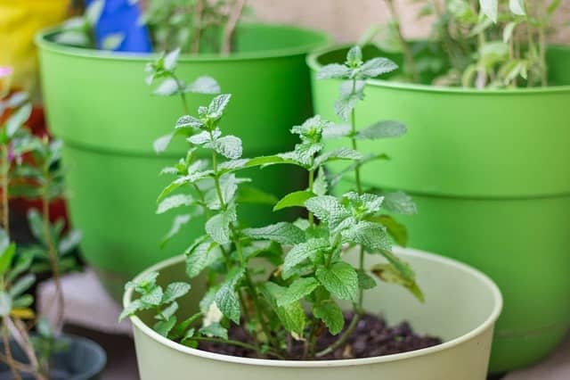 growing mint