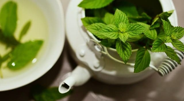 mint tea pot