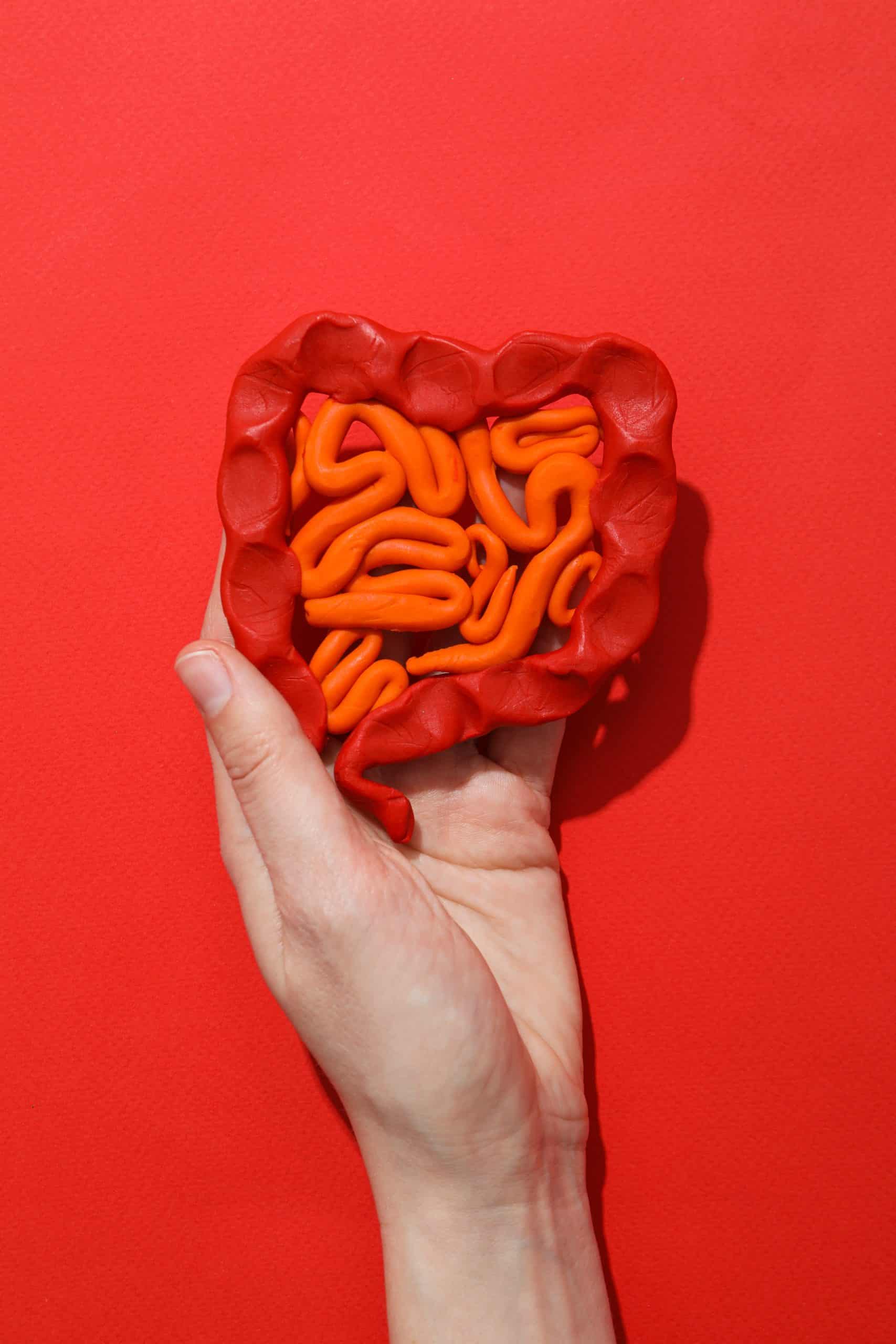 gut and intestines