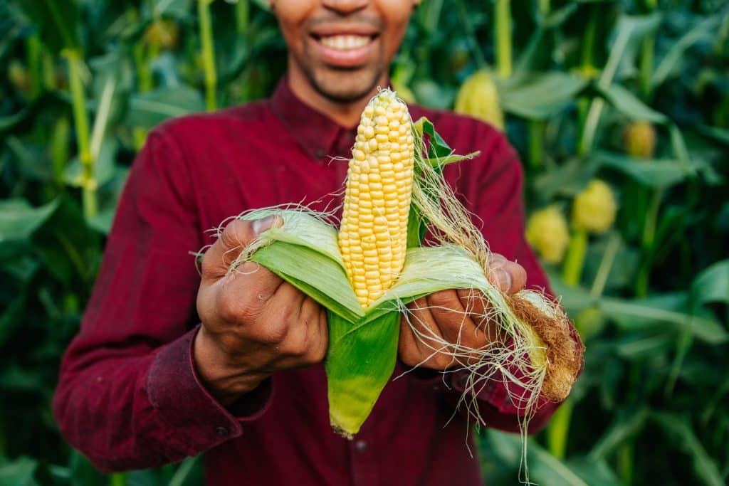 hidden gmo ingredients in food corn