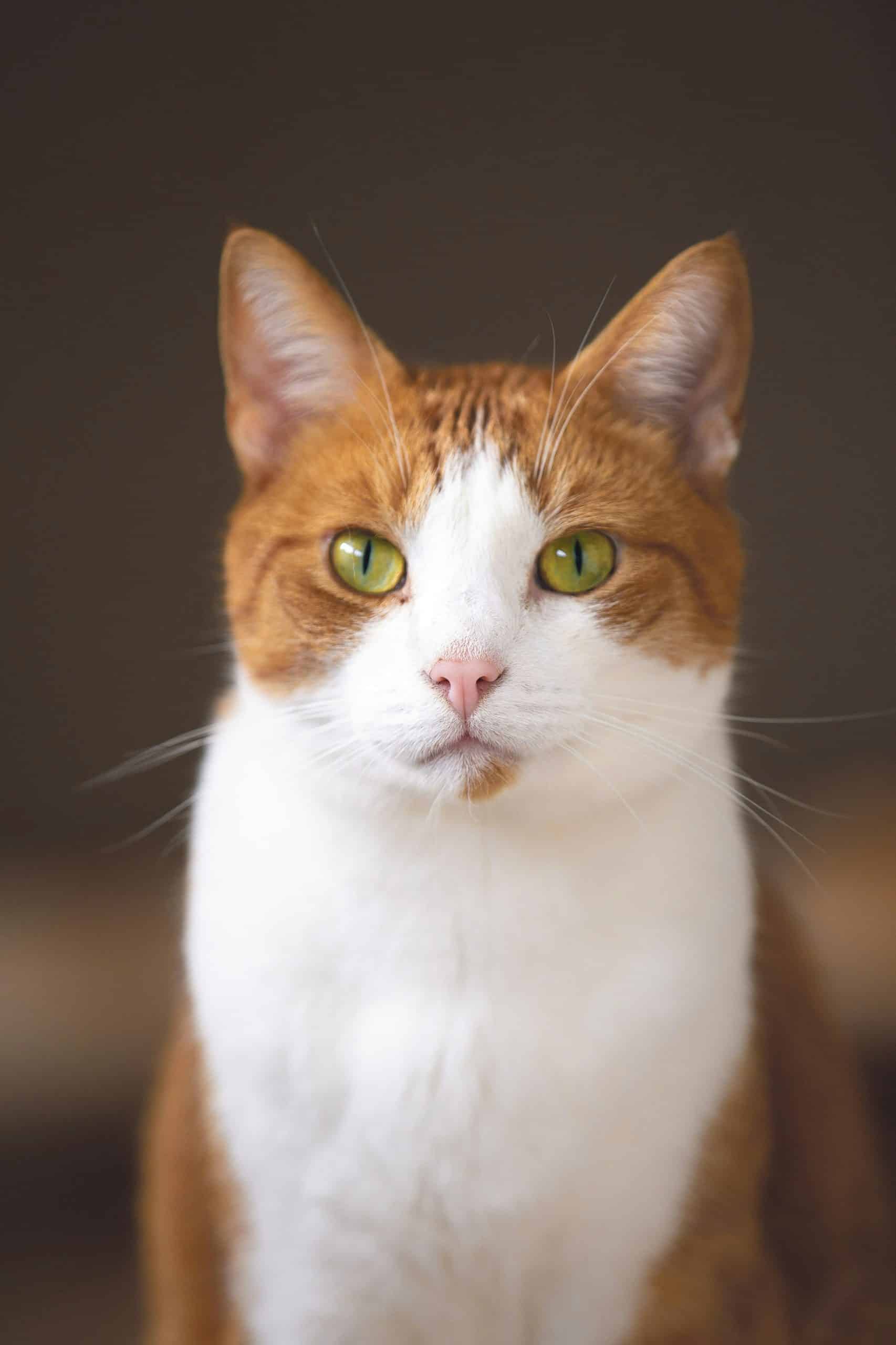 flea remedies for cats